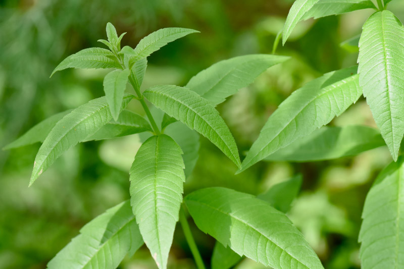 All About Herbs: Lemon verbena (Aloysia citradora), How to Grow