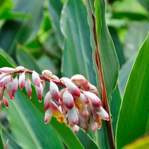 Alpinia zerumbet, Indian Shell Flower, Pink Porcelain Lily, Shell Ginger, Alpinia speciosa, Alpinia nutans, White Flowers, Yellow Flowers, Red Flowers