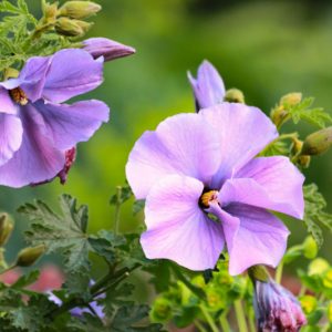 Alyogyne huegelii, Lilac Hibiscus, Blue Hibiscus, Hibiscus huegelii,  Mediterranean shrubs, Evergreen Shrubs, Purple flowers,  drought tolerant flowers