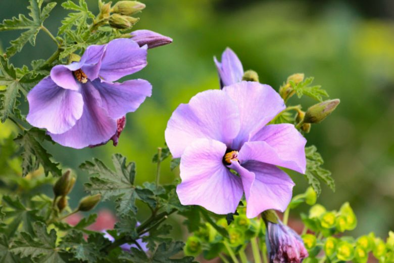 Alyogyne huegelii, Lilac Hibiscus, Blue Hibiscus, Hibiscus huegelii,  Mediterranean shrubs, Evergreen Shrubs, Purple flowers,  drought tolerant flowers
