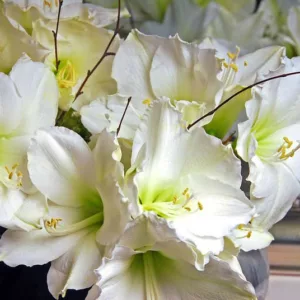 Amaryllis Athene, Amarylis Bulbs, Hippeastrum Athene, Hippeastrum Bulbs, White Flowers, White Amaryllis