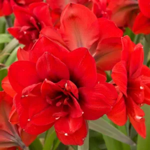 Amaryllis Double King, Double King Amaryllis, Amarylis Bulbs, Hippeastrum Double King, Hippeastrum Bulbs, Red Flowers, Red Amaryllis