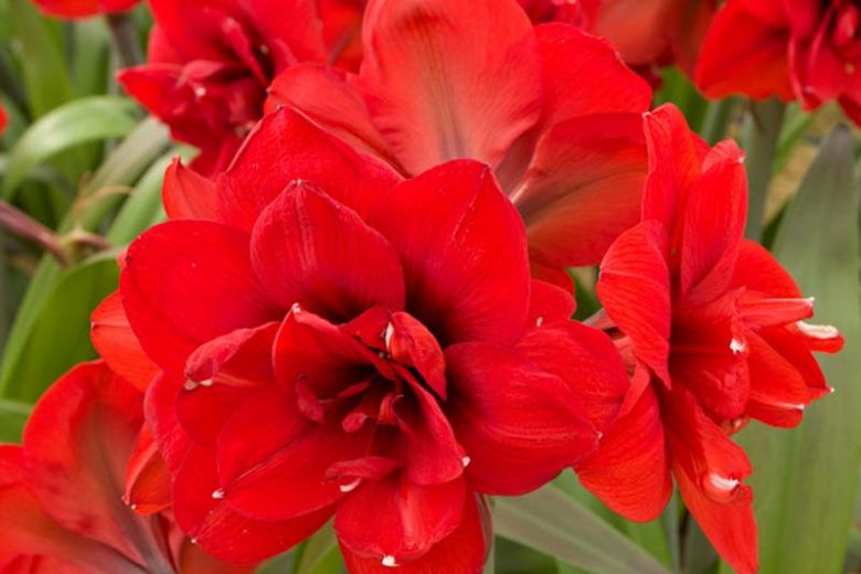Amaryllis Double King, Double King Amaryllis, Amarylis Bulbs, Hippeastrum Double King, Hippeastrum Bulbs, Red Flowers, Red Amaryllis