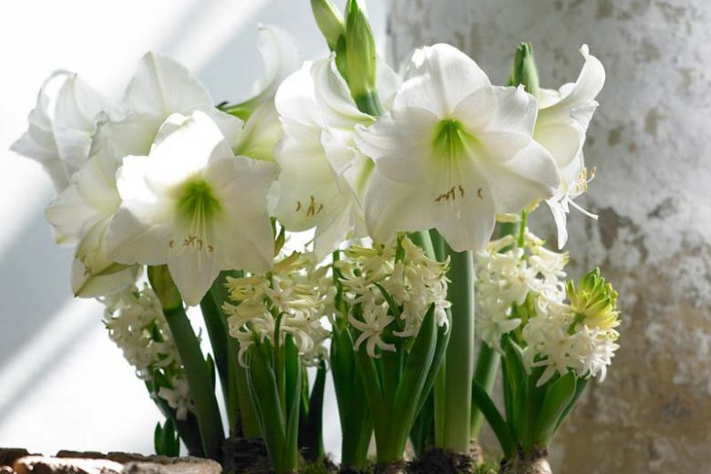 Amaryllis Mont Blanc, Amarylis Bulbs, Hippeastrum Mont Blanc, Hippeastrum Bulbs, White Flowers, White Amaryllis