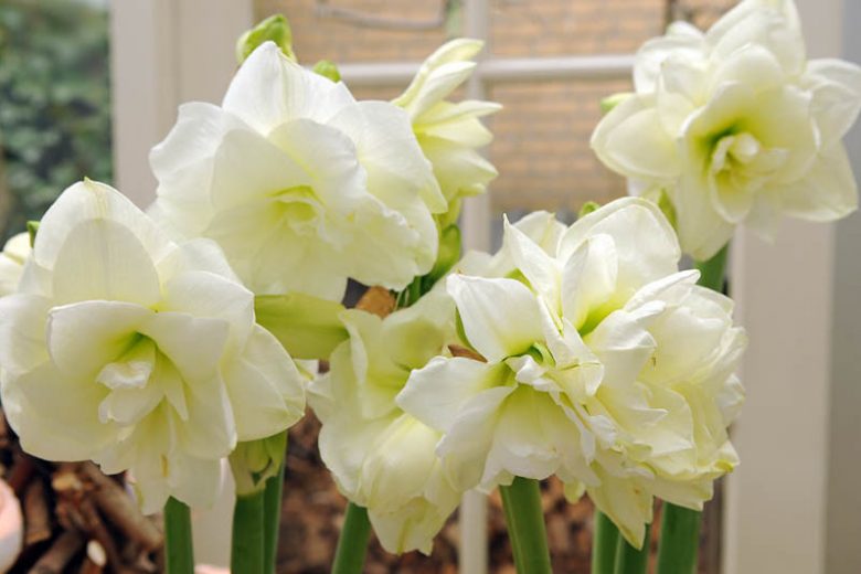 Amaryllis Jewel, Amarylis Bulbs, Hippeastrum Jewel, Hippeastrum Bulbs, White Flowers, White Amaryllis