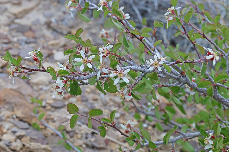 Amelanchier utahensis, Utah Serviceberry, Pale-leaved Serviceberry, Utah Service-berry, Western Serviceberry, Shrub, Fall color, Shrub with berries