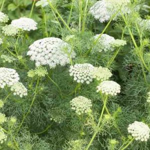 Ammi majus, Queen Anne's Lace, Bullwort, Common Bishop's Weed, False Bishop's Weed, Herb William, False Queen Anne's Lace, Bishop's Weed, White Dill