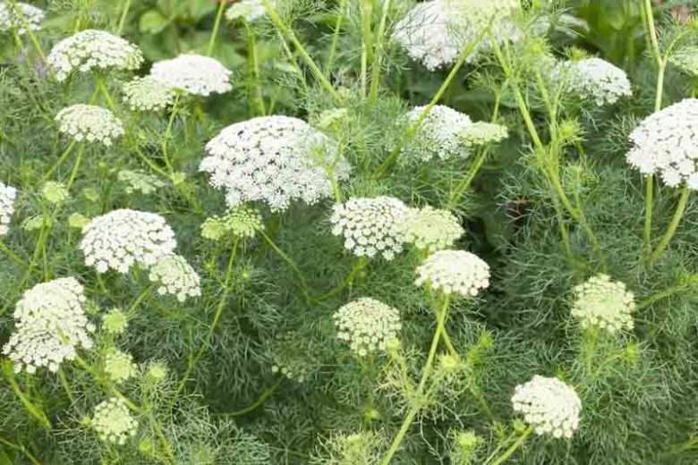 Ammi majus, Queen Anne's Lace, Bullwort, Common Bishop's Weed, False Bishop's Weed, Herb William, False Queen Anne's Lace, Bishop's Weed, White Dill