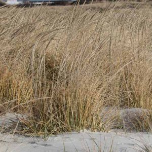 Ammophila breviligulata, American Beach Grass, American Beachgrass, American Marram