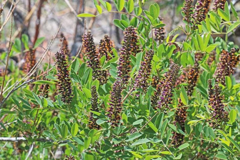 Amorpha fruticosa, Indigo Bush, False Indigo Bush, False Indigo, Desert False Indigo, Purple flowers, Drought tolerant shrub
