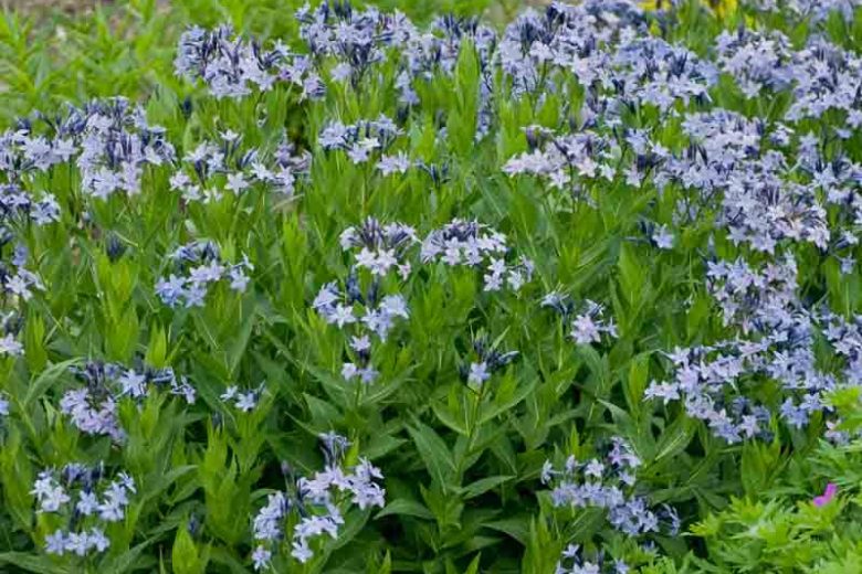 Amsonia Blue Ice, Blue Star 'Blue Ice', Willow Amsonia 'Blue Ice', Blue Dogbane 'Blue Ice', Willow Blue Star 'Blue Ice', Eastern Bluestar 'Blue Ice', Blue flowers
