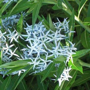 Amsonia ciliata, Fringed Bluestar, Bluestar, Texas Bluestar, Fringed Blue Star, Blue Star, Texas Blue Star, Blue flowers