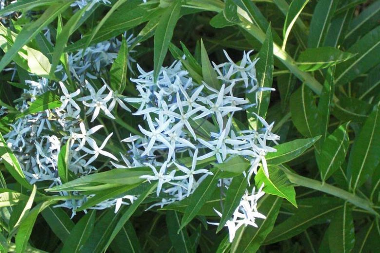 Amsonia ciliata, Fringed Bluestar, Bluestar, Texas Bluestar, Fringed Blue Star, Blue Star, Texas Blue Star, Blue flowers
