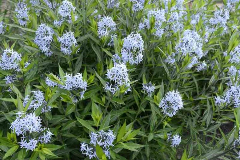 Amsonia Tabernaemontana, Blue Star, Willow Amsonia, Blue Dogbane, Willow Blue Star, Blue flowers