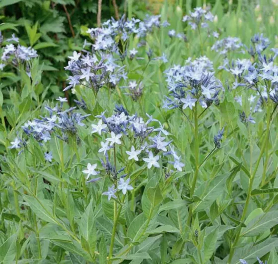 Amsonia tabernaemontana var. salicifolia, Eastern Blue Star, Eastern Bluestar, Amsonia salicifolia, Blue flowers