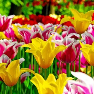 Spring Combination Ideas, Bulb Combinations, Plant Combinations, Flowerbeds Ideas, Spring Borders,Tulip Ballade, Tulip West Point, Lily Flowered tulips,Lily Flowering tulips,Tulipa Ballade, Tulipa West Point,Tulipe Ballade, Tulipe West Point,