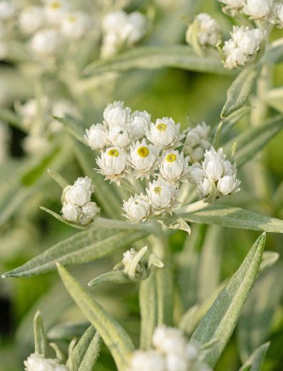 Anaphalis Triplinervis 'Sommerschnee', Pearl Everlasting 'Summer Snow', Everlasting 'Sommerschnee', Triple-Nerved Pearly Everlasting, wild flower, white flowers