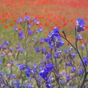 Anchusa Azurea, Blue Bugloss, Anchusa Italica, Alkanet, Italian Alkanet, Italian Bugloss, Blue flower, Blue flowers