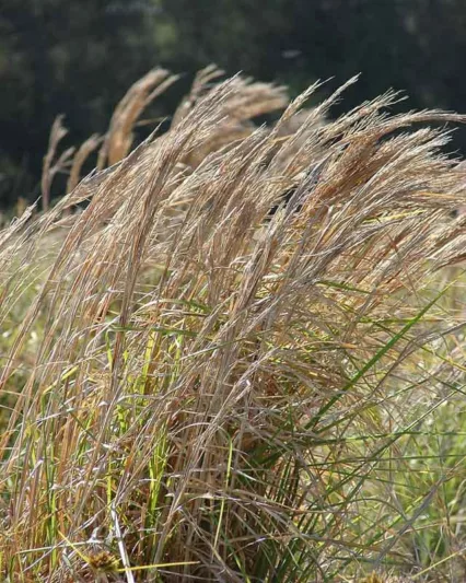 Andropogon glomeratus, Bushy Bluestem, Brushy Bluestem, Bushy Beardgrass, Bushy Broom Grass, Ornamental Grass