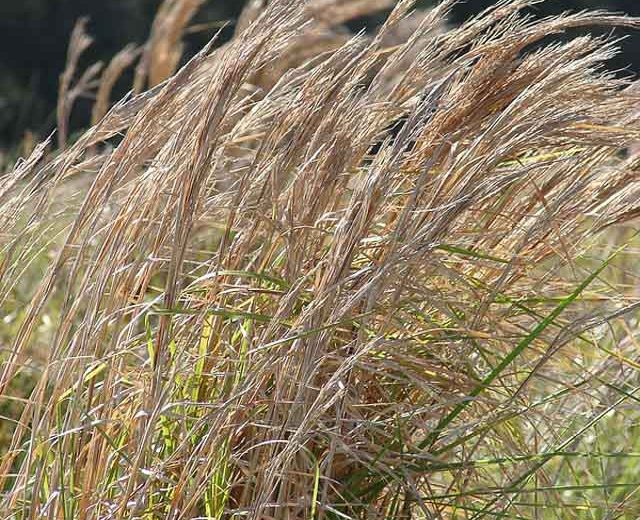 Andropogon glomeratus, Bushy Bluestem, Brushy Bluestem, Bushy Beardgrass, Bushy Broom Grass, Ornamental Grass