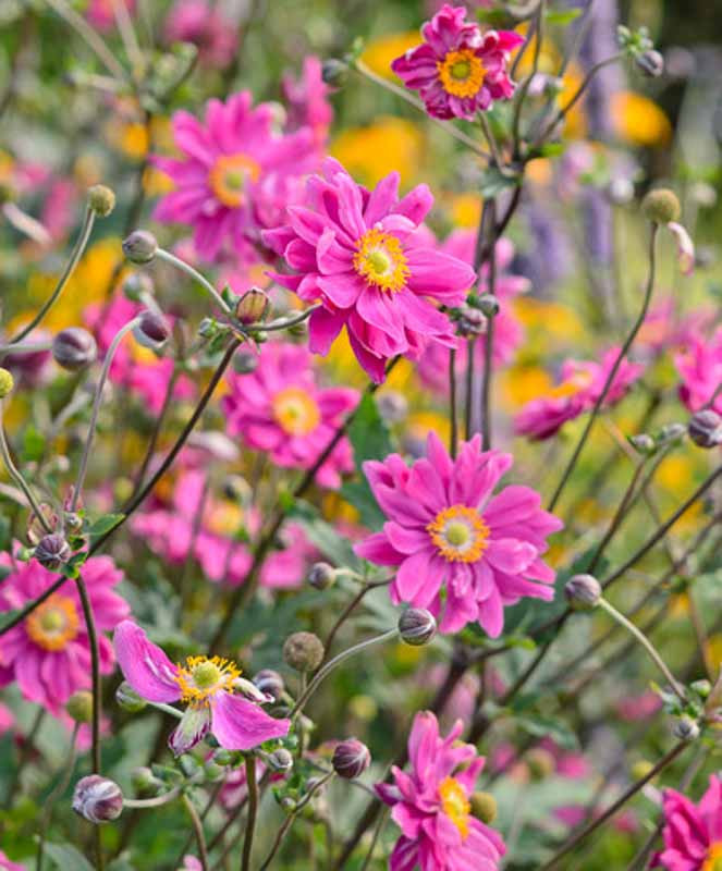 Anemone hupehensis 'Bressingham Glow' (Japanese Anemone)
