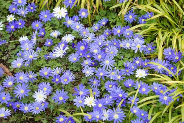 Anemone blanda Blue Star, Anemone 'Blue Star', Grecian Windflower 'Blue Star', Wood Anemone 'Blue Star', Spring Flowers, Spring Bulbs, Blue Anemones, Blue Flowers
