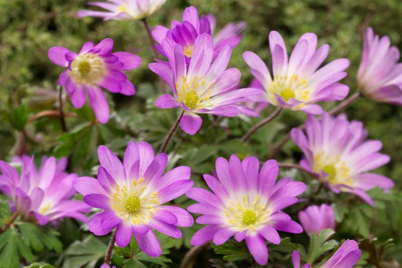 Anemone blanda 'Pink Charmer' (Grecian Windflower)