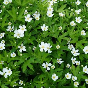 Anemone canadensis, Meadow Anemone, American Meadow Anemone, White Flowers, White Anemones, Woodland Flowers