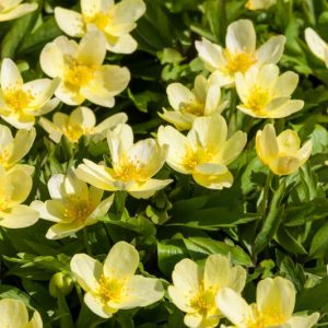 Anemone lipsiensis, Yellow Wood Anemone, Anemone seemanii, Anemone × seemannii, Anemone × intermedia, Yellow Anemone, Yellow anemones