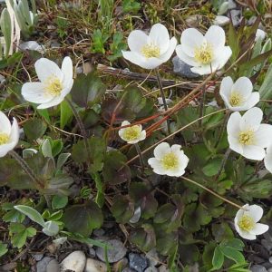 Anemone parviflora, Smallflowered Anemone, Small-Flowered Anemone, Northern White Anemone, Arctic Wind-Flower, Northern Anemone, White Flowers