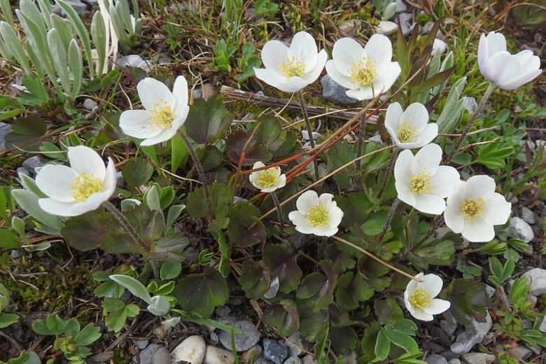 Anemone parviflora, Smallflowered Anemone, Small-Flowered Anemone, Northern White Anemone, Arctic Wind-Flower, Northern Anemone, White Flowers