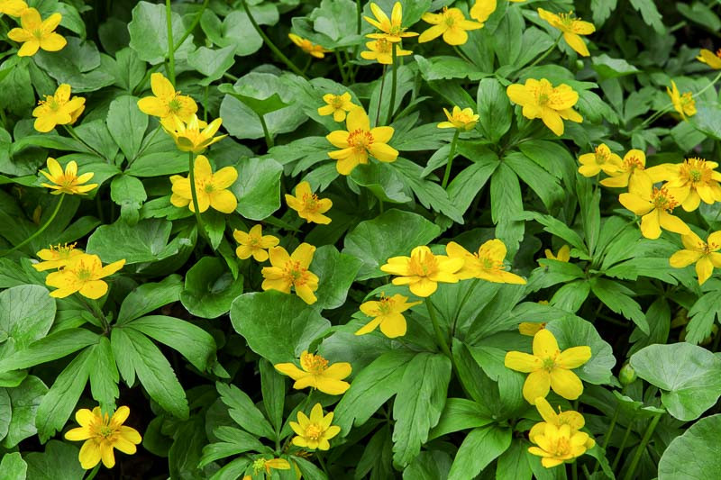 Anemone ranunculoides (Yellow Wood Anemone)