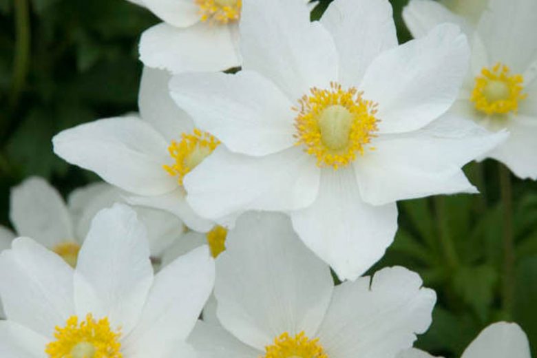 Anemone Sylvestris Madonna, Snowdrop Anemone Madonna, Snowdrop Windflower Madonna, Perennial for shade, Shade perennials, White flowers