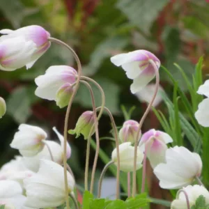 Anemone Sylvestris, Snowdrop Anemone, Snowdrop Windflower, Perennial for shade, Shade perennials, White flowers