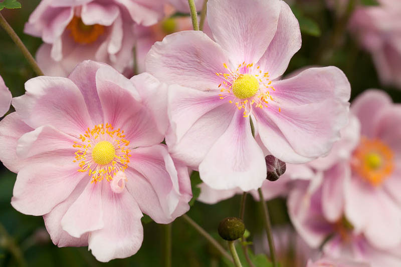 anemoneと女性 Anemone x hybrida 'Elegans' (Japanese Anemone)