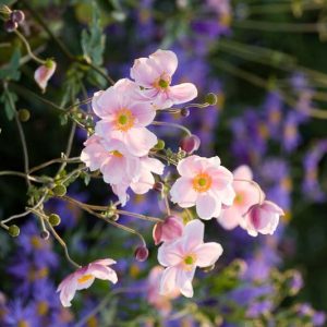 Anemone 'Queen Charlotte', Japanese Anemone 'Konigin Charlotte', Windflower 'Konigin Charlotte', Japanese Anemone 'Queen Charlotte', Windflower 'Queen Charlotte', pink flowers, pink perennial, late summer flowers, late summer perennials