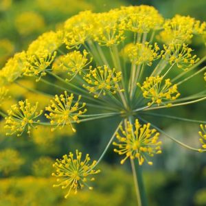 Anethum graveolens, Dill, Anet, Dill-Oil Plant, East Indian Dill, Meeting-Seed, Sabbath Day Posy