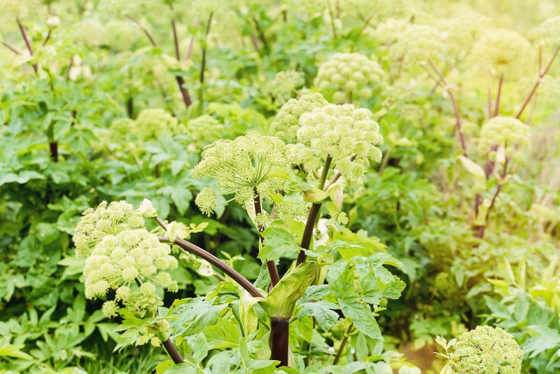 Angelica atropurpurea (American Angelica)