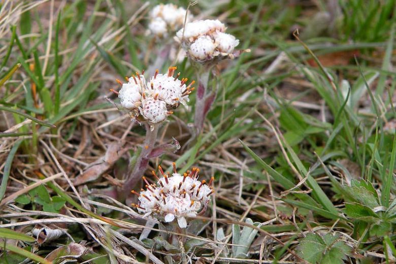 Antennaria neglecta, Field Pussytoes, Prairie Everlasting, Antennaria angustiarum, Antennaria athabascensis, Antennaria campestris, Drought Tolerant Groundcover