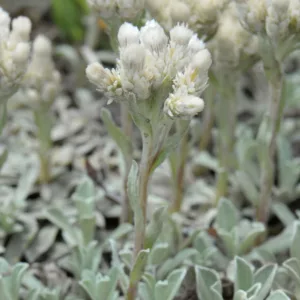 Antennaria parvifolia, Small-Leaf Pussytoes, Low Everlasting, Nuttall's Pussytoes, Drought Tolerant Groundcover