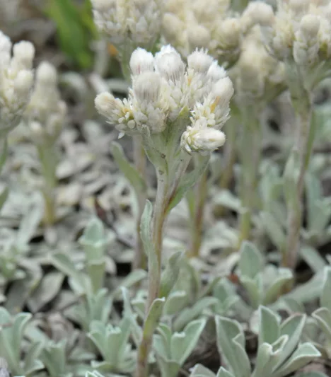 Antennaria parvifolia, Small-Leaf Pussytoes, Low Everlasting, Nuttall's Pussytoes, Drought Tolerant Groundcover