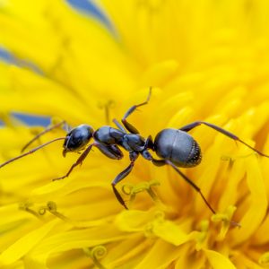 Ant, Ants, Garden Ants, Type of Ants, Get rid of Ants