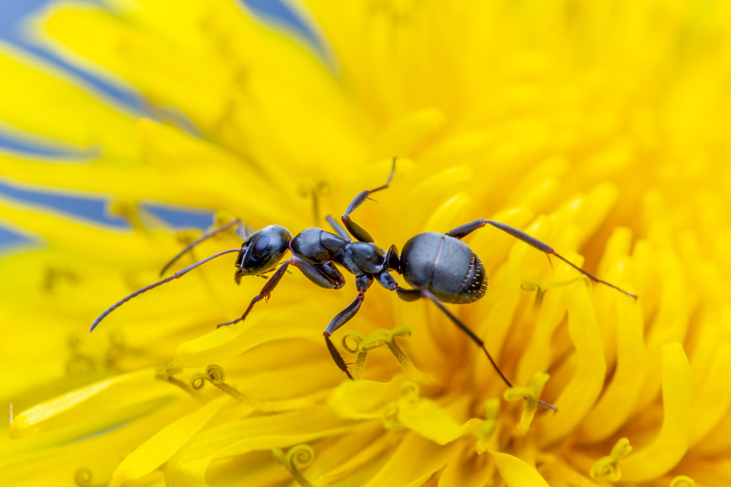 5 Methods To Get Rid Of Ants In The Garden