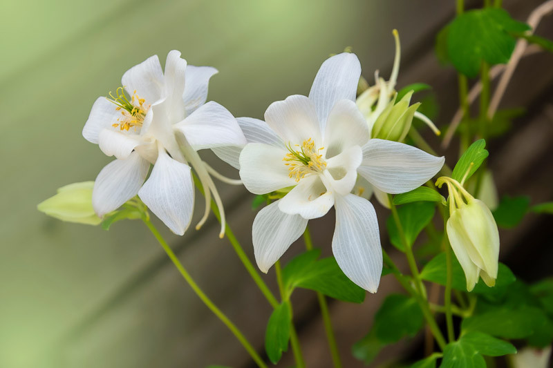 Aquilegia Songbird 'Dove' (Columbine)