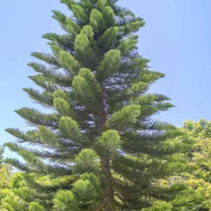 Araucaria columnaris, New Caledonian Pine, Cook's Pine, Coral Reef Araucaria, Evergreen Conifer, Evergreen Shrub, Evergreen Tree,