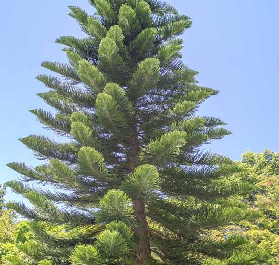 Araucaria columnaris, New Caledonian Pine, Cook's Pine, Coral Reef Araucaria, Evergreen Conifer, Evergreen Shrub, Evergreen Tree,