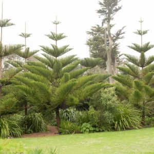 Araucaria heterophylla, Norfolk Island Pine, House Pine, Evergreen Conifer, Evergreen Shrub, Evergreen Tree,