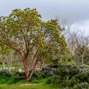 Arbutus andrachne, Greek Strawberry Tree, Grecian Strawberry Tree, Evergreen Shrubs, White flowers, Pink flowers, Red Fruits, Yellow Fruits, drought tolerant flowers, Flowering Tree