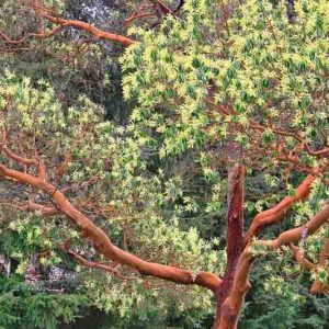 Arbutus menziesii, Madrone, Pacific Madrone, Pacific Madrona, Evergreen Shrubs, White flowers, Pink flowers, Red Fruits, Yellow Fruits, drought tolerant flowers, Flowering Tree