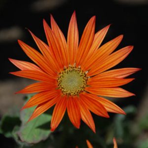 Arctotis, arctotis x hybrida, Arctotis x hybrida Flame, Drought tolerant flowers, Orange flowers, orange African Daisies